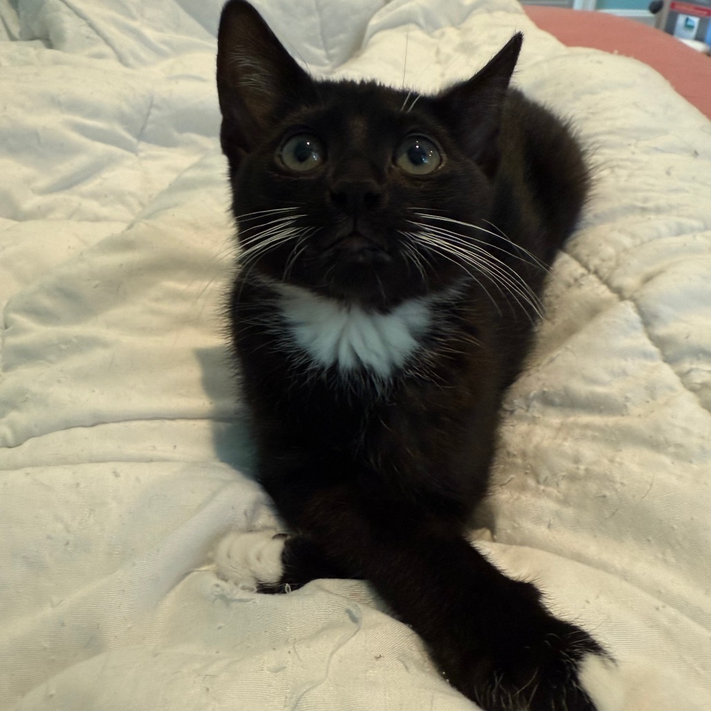 Mittens McKenzie (bonded w/Luna McKenzie)