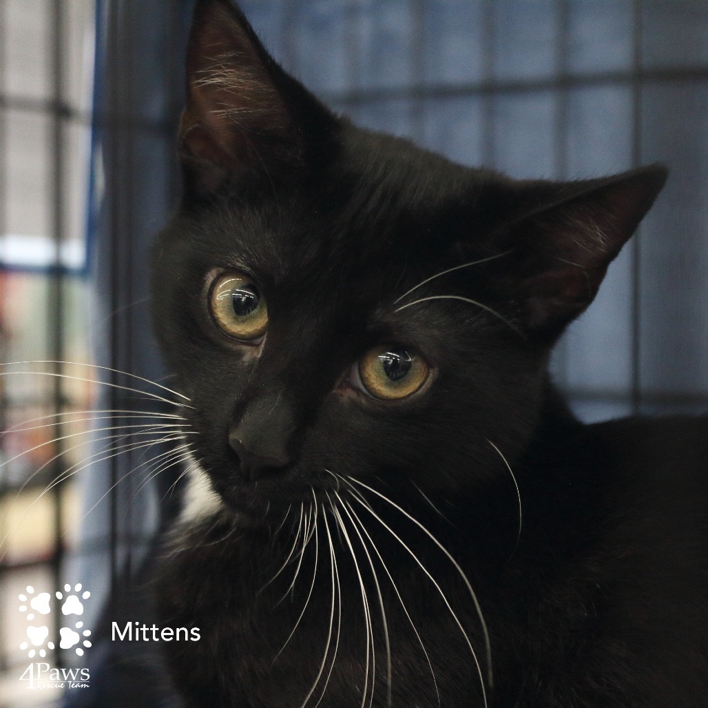 Mittens McKenzie (bonded w/Luna McKenzie)