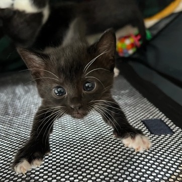 Mittens McKenzie