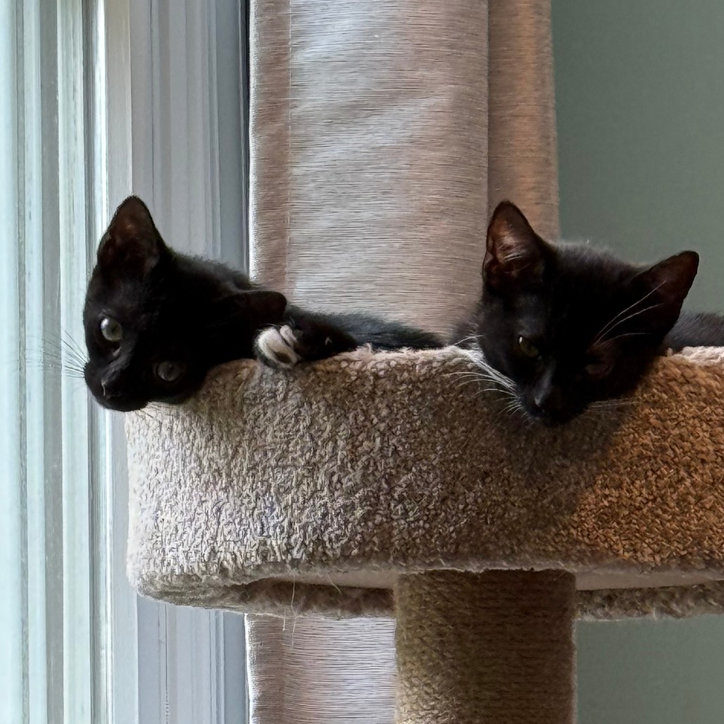 Mittens McKenzie (bonded w/Luna McKenzie)