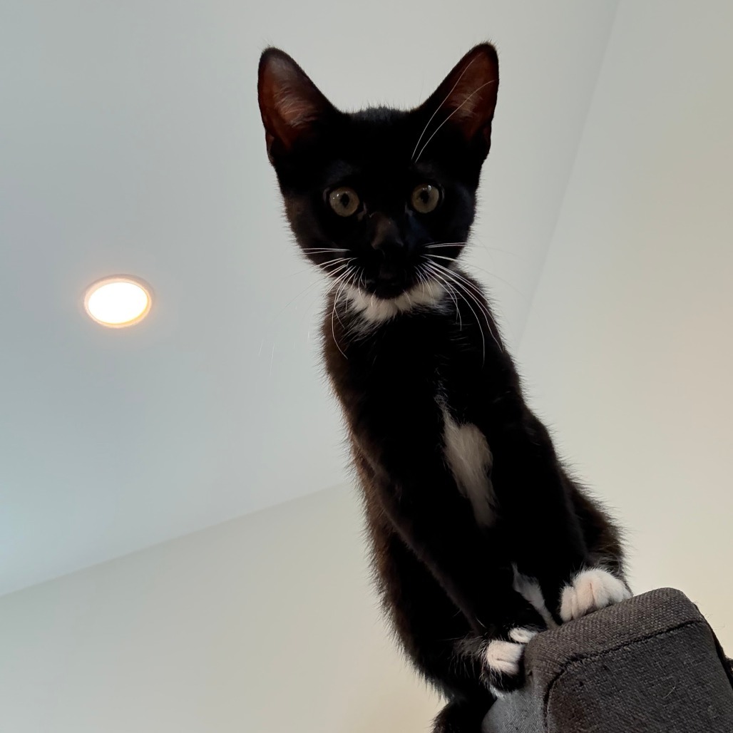 Mittens McKenzie (bonded w/Luna McKenzie)