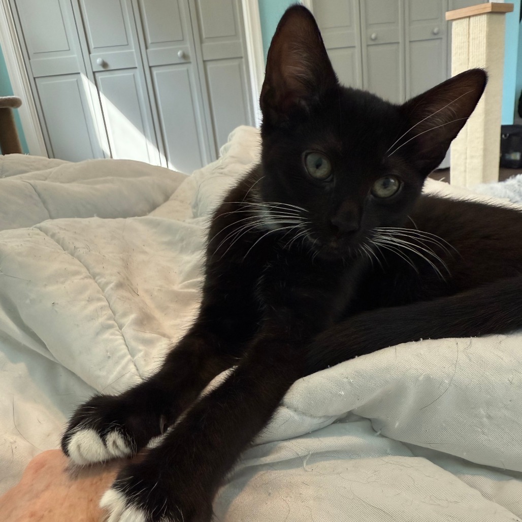 Mittens McKenzie (bonded w/Luna McKenzie)
