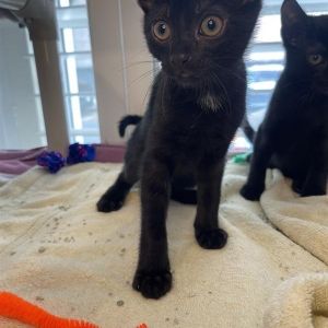 Risso Domestic Short Hair Cat