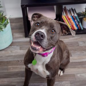 Meet Mayflower a cheerful and affectionate 2-year-old pup with a big smile and an even bigger heart