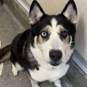 Meet Lumi an energetic 6-year-old who loves beach adventures running and soaking up all the affe