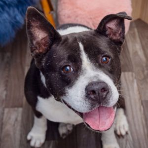 Pacific is a gentle 5-year-old who loves spending time outdoors and enjoys a bit of playful fun She