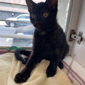 Narwhal Domestic Short Hair Cat