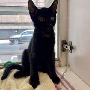 Orcinus Domestic Short Hair Cat