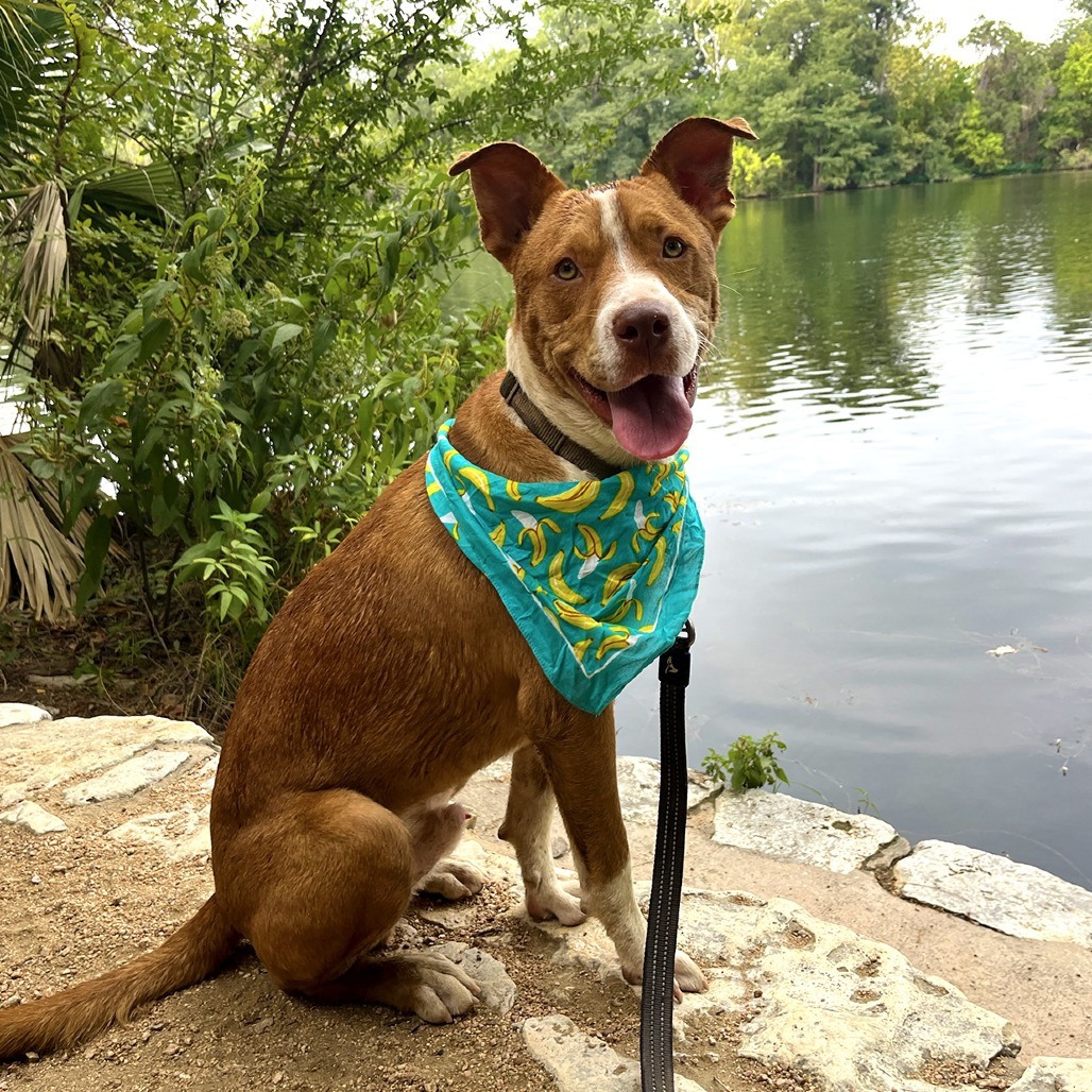 Hunter, an adoptable Vizsla, American Staffordshire Terrier in Austin, TX, 78704 | Photo Image 1