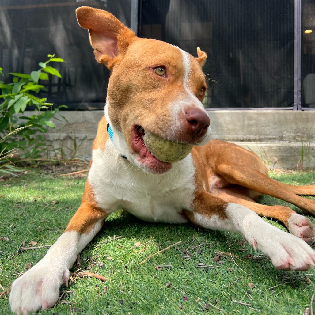 Hunter, an adoptable Vizsla, American Staffordshire Terrier in Austin, TX, 78704 | Photo Image 2