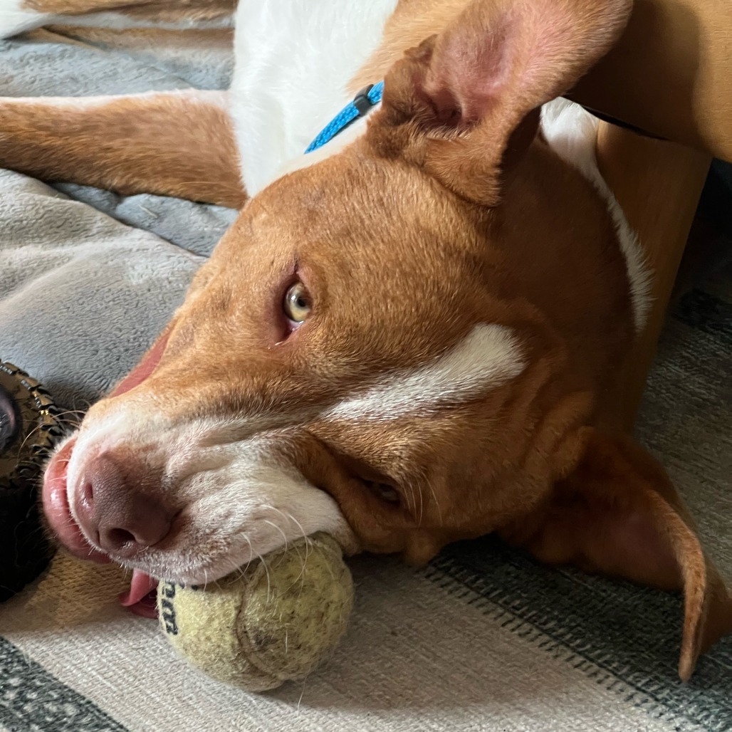 Hunter, an adoptable Vizsla, American Staffordshire Terrier in Austin, TX, 78704 | Photo Image 3