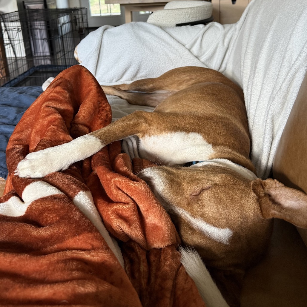 Hunter, an adoptable Vizsla, American Staffordshire Terrier in Austin, TX, 78704 | Photo Image 4