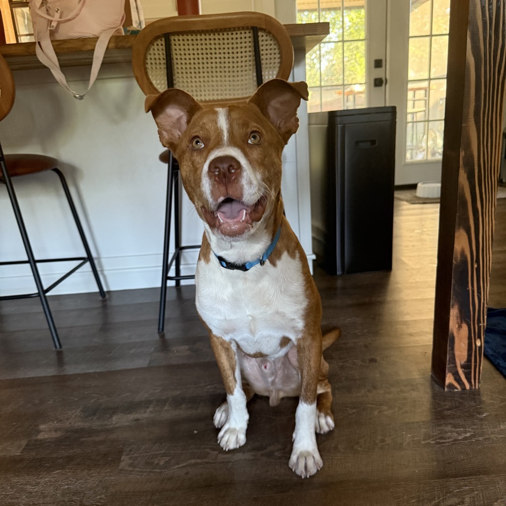 Hunter, an adoptable Vizsla, American Staffordshire Terrier in Austin, TX, 78704 | Photo Image 5