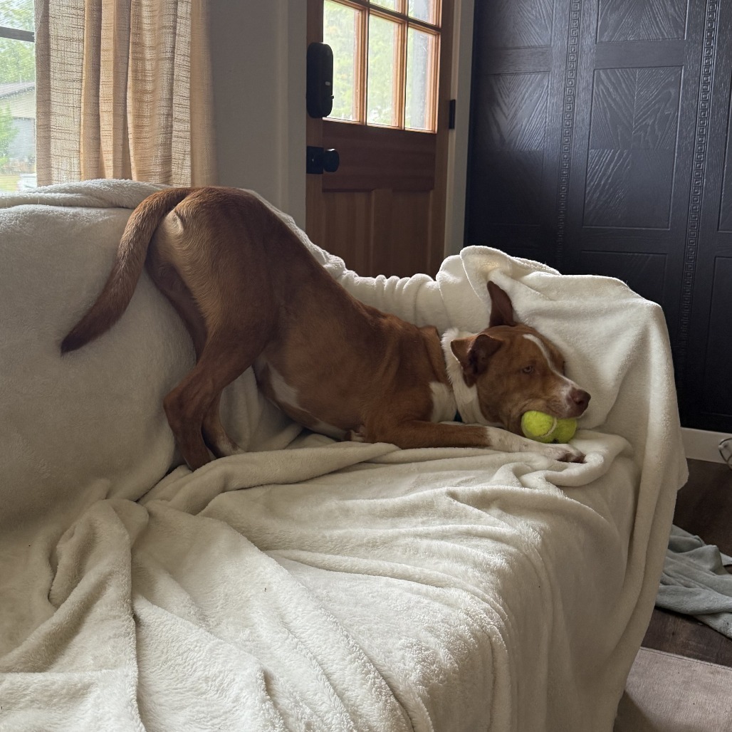 Hunter, an adoptable Vizsla, American Staffordshire Terrier in Austin, TX, 78704 | Photo Image 6