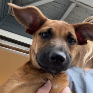 Regina George German Shepherd Dog Dog