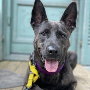 Leila