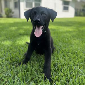 Bubba Flat-Coated Retriever Dog