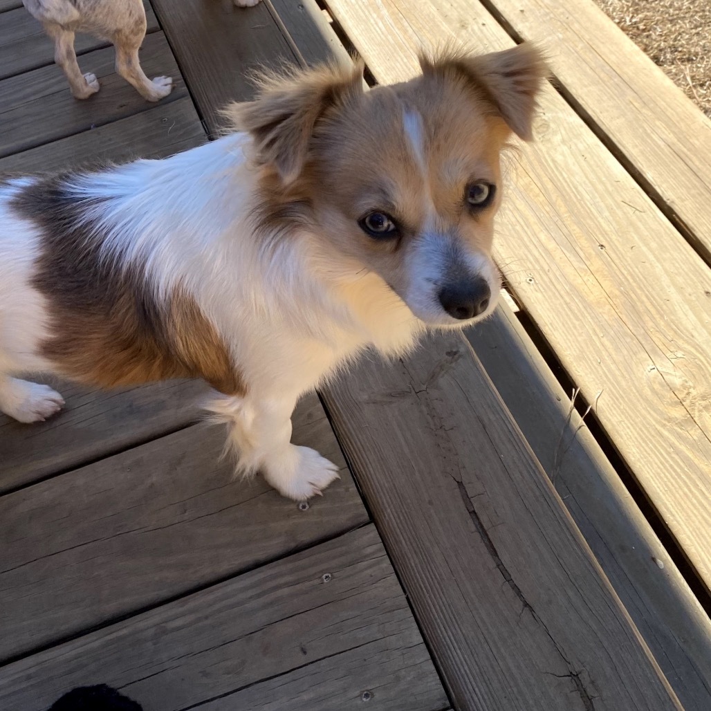 Jerry (Benefactor Dog), an adoptable Papillon, Chihuahua in New Orleans, LA, 70124 | Photo Image 2