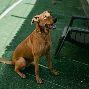 Shiva is a stunning and sweet girl ready to race into your heart At around 5 years old this 65-lb