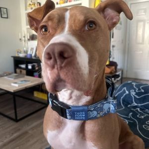 Meet Winifred-But You Can Call Her Winnie At just over 4 years old and 60 pounds of pure love Winn