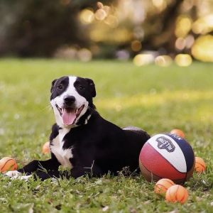 Meet Dee 1-Year-Old  42 lbs  BullyCatahoula Mix  Spayed  Heartworm Negative Dee is the ultimat