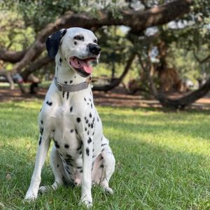 Say hello to Lucas a 6-year-old purebred Dalmatian whos basically a 60-pound spotty love machine