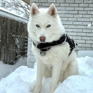 Meet Prince Meet Prince - The Whole Package in a Fluffy Husky Suit At 5 years old and 70 pounds