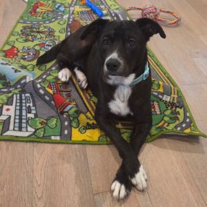 Meet Leah Chase - Heaven-Sent and Ready for Her Forever Halo Leah Chase isnt just a dog-shes a 2-y