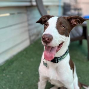 Hi Im Bubbah NKA Louie Yep Im back Again I started my journey with Take Paws Rescue as a pu