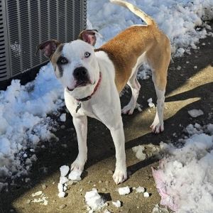 Meet Dominick The Mayor of Good Boysville At a sturdy 45 pounds and around 1-2 years old Dominick