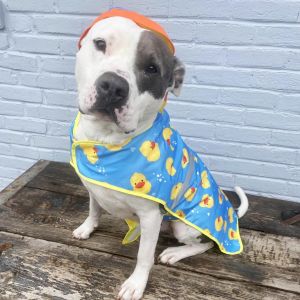 Meet Lincoln - a gentle soul with a passion for napping and an addiction to snacking Lincoln has be
