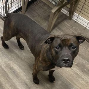 Meet Tank Your Playful Gentle Giant with a Heart of Gold At 2 years old and around 55 lbs Tank