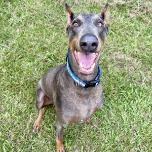 Meet Indie Meet Indie - A Gentle Soul with a Playful Spark 5-Year-Old Female Doberman Indie is a be