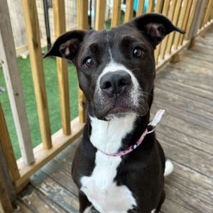 Meet Princess Poppy - Professional Snugglebug Zoomie Enthusiast and Toy Hoarding Royalty At 2 year