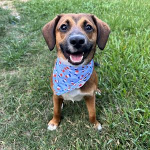 Hello Im Roman Im just a little guy shy and mellow but with a heart full of love to give
