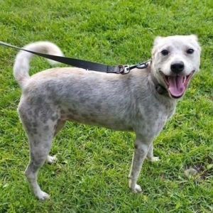 Meet Elsa Hardy Your New Best Friend in a 27-Pound Package of Joy Are you missing something in your
