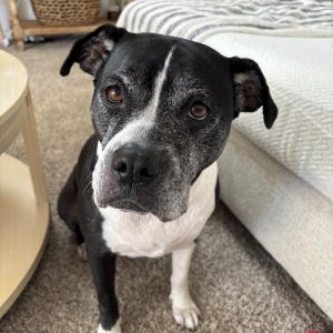 Meet Zena - A Gentle Soul Zenas story started in a rural shelter where she was surrendered along w