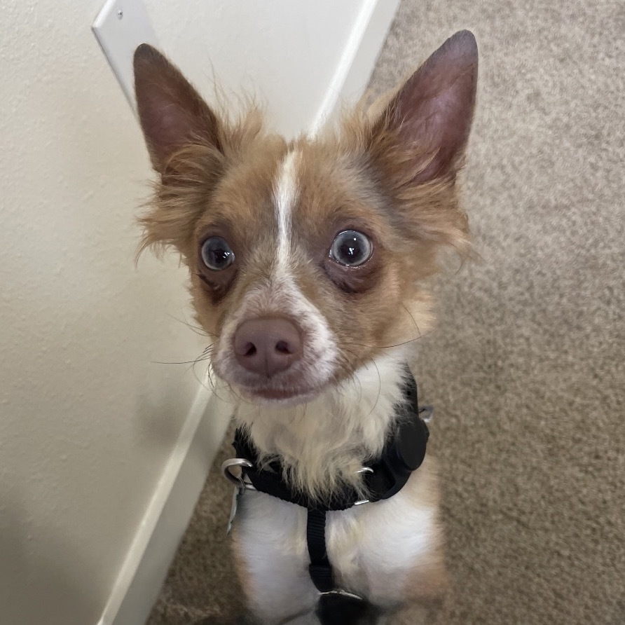 Tiny Milo, an adoptable Chihuahua, Pekingese in New Orleans, LA, 70124 | Photo Image 2