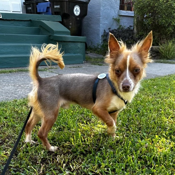 Tiny Milo, an adoptable Chihuahua, Pekingese in New Orleans, LA, 70124 | Photo Image 4
