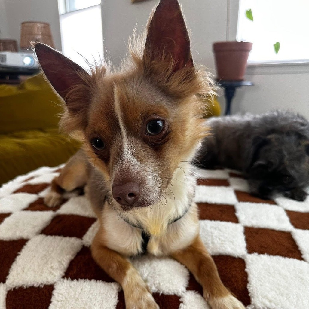 Tiny Milo, an adoptable Chihuahua, Pekingese in New Orleans, LA, 70124 | Photo Image 6