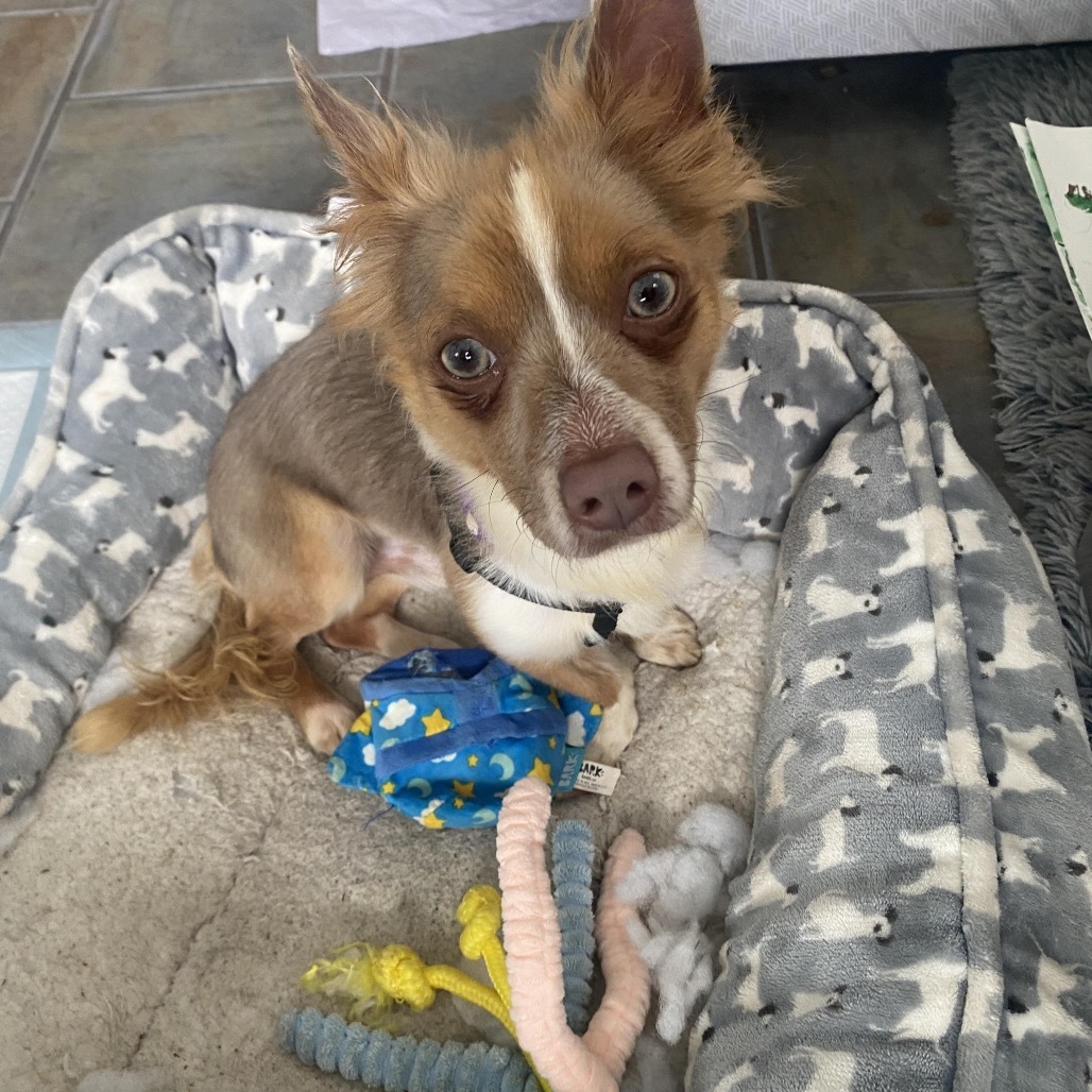 Tiny Milo, an adoptable Chihuahua, Pekingese in New Orleans, LA, 70124 | Photo Image 8