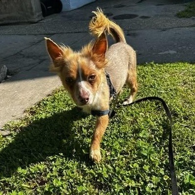 Tiny Milo, an adoptable Chihuahua, Pekingese in New Orleans, LA, 70124 | Photo Image 10
