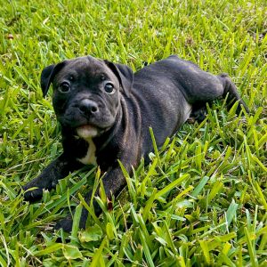 Meet Scout Finch The Fearless Little Lady of the Beloved Literary Figures Litter BulldogPocket Pit