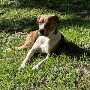 Meet Sweet Mango - The Lovable Snack-Loving Park Bench Survivor Once upon a time Mango was found 