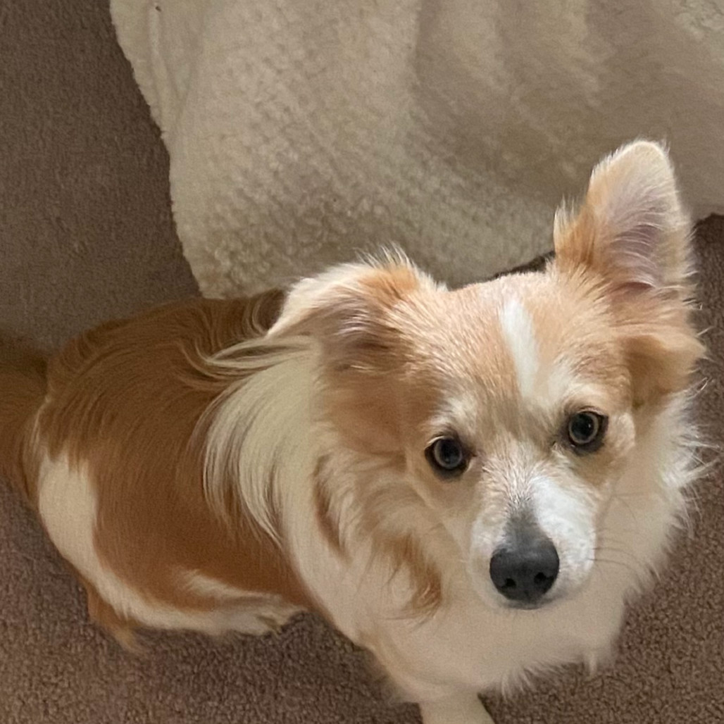 Tom (Benefactor Dog), an adoptable Papillon, Chihuahua in New Orleans, LA, 70124 | Photo Image 3