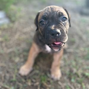 Meet Jay Gatsby The Dapper Dreamer of the Beloved Literary Figures Litter BulldogPocket Pittie Mix