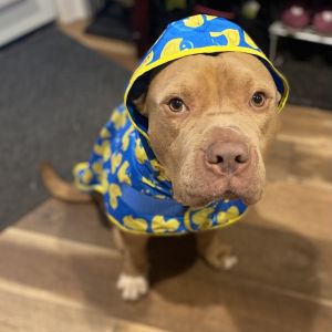 Meet Bossier This handsome hunk of squish is a 60 lb Pittie mix with a heart as big as his