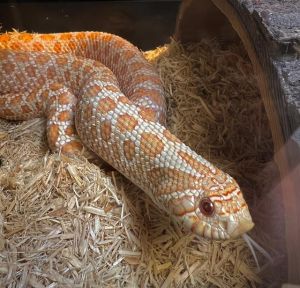 CERSEI, Adult Female unknown