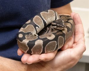 DRACO, Adult Female unknown