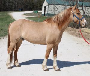 HASHBROWN, Adult Male unknown